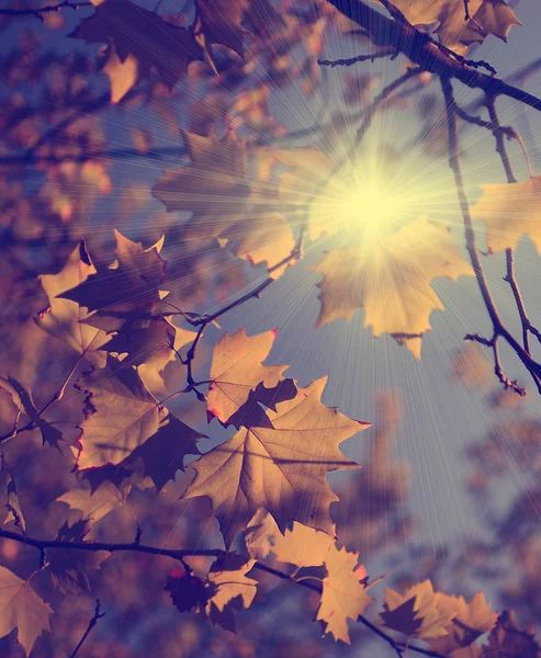 黄色秋天的树叶和蓝色的天空在 10 月一个月 — 图库照片