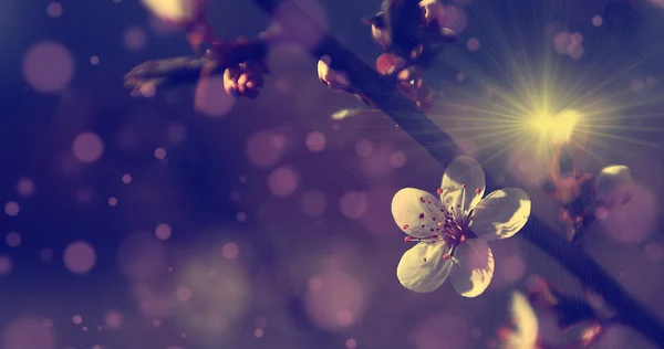 Fiori di ciliegio con raggio di sole e bokeh — Foto Stock