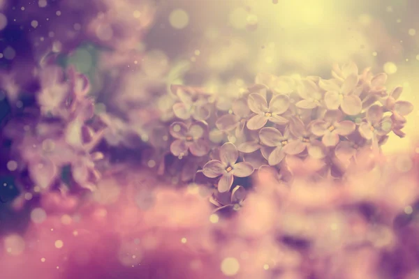 Vintage lilac — Stock Photo, Image