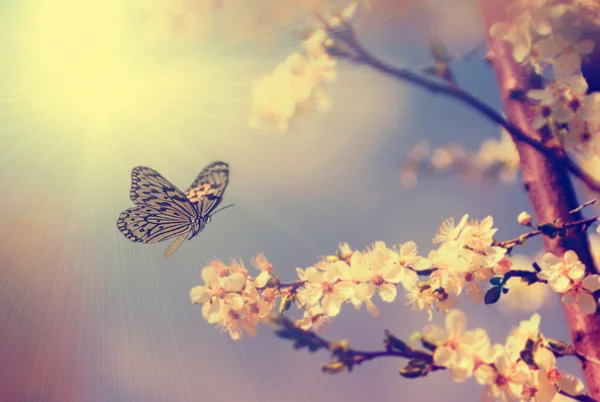 Borboleta vintage e flor de árvore de cereja na primavera — Fotografia de Stock