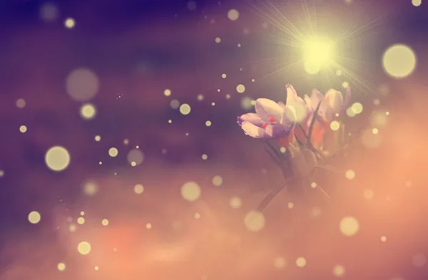 Cherry blossom med ray av solsken och bokeh — Stockfoto