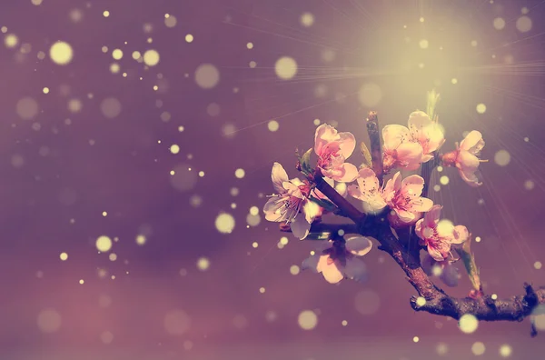 Flor de cerezo con rayo de sol y bokeh — Foto de Stock