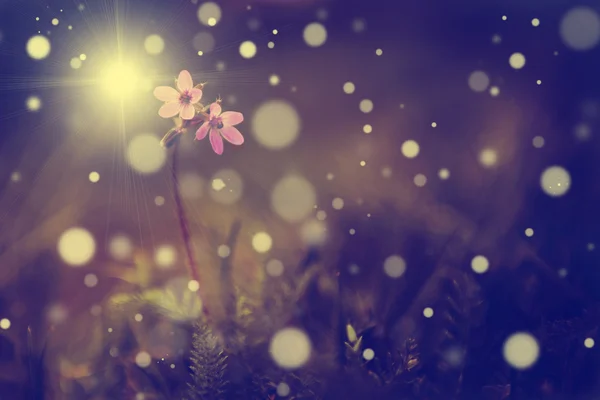 Винтажное фото дикого цветка на закате — стоковое фото