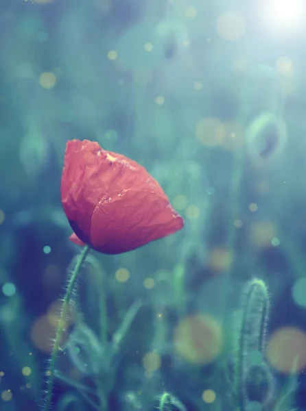 Vintage photo of poppies in sunset — Stock Photo, Image