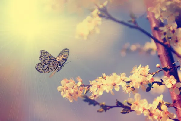 Mariposa vintage y flor de cerezo en primavera Fotos de stock