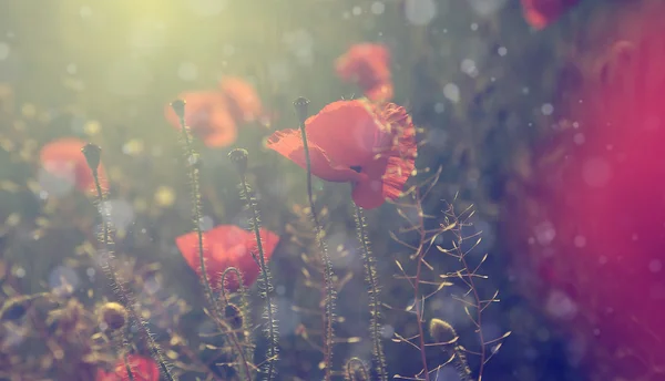 Foto vintage de amapolas al atardecer — Foto de Stock