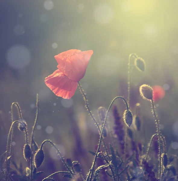 Foto vintage de amapolas al atardecer — Foto de Stock