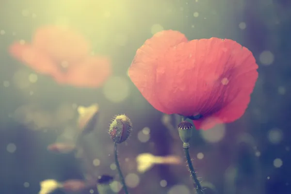 Photo vintage de coquelicots au coucher du soleil — Photo