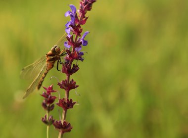 Makro görünümü yusufçuk kır çiçeği.