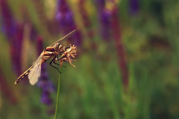 Vista macro de libélula em flor selvagem . — Fotografia de Stock