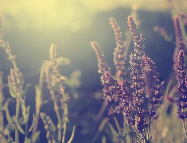 Vintage-Foto von Wildblume im Sonnenuntergang — Stockfoto