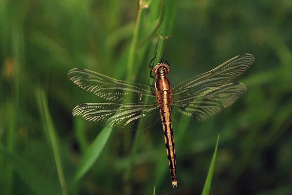 Macro vista de libélula en flor silvestre . — Foto de Stock