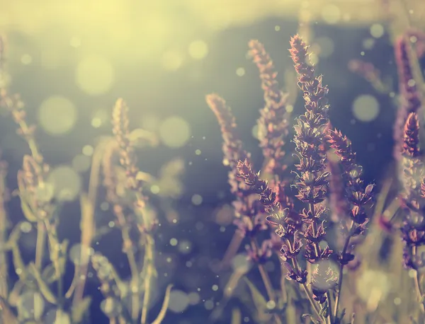 Foto vintage de flor silvestre al atardecer —  Fotos de Stock