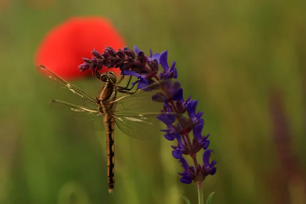 Makro Zobacz Dragonfly na Dziki kwiat. — Zdjęcie stockowe