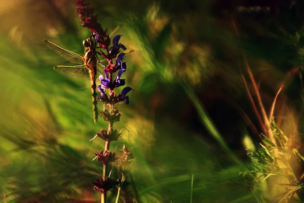 Macro vista de libélula en flor silvestre . — Foto de Stock