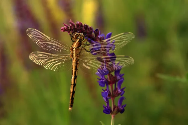 Vista macro de libélula em flor selvagem . — Fotografia de Stock