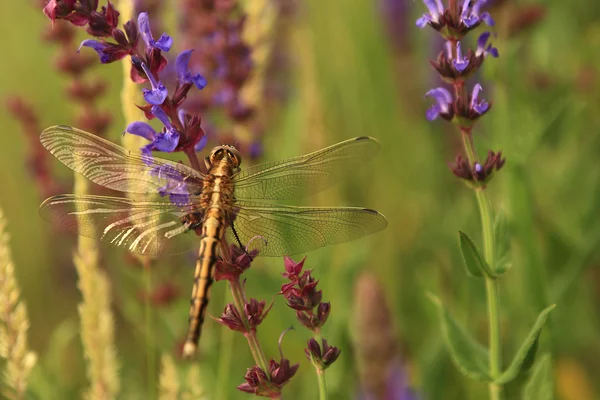 Makro Zobacz Dragonfly na Dziki kwiat. — Zdjęcie stockowe