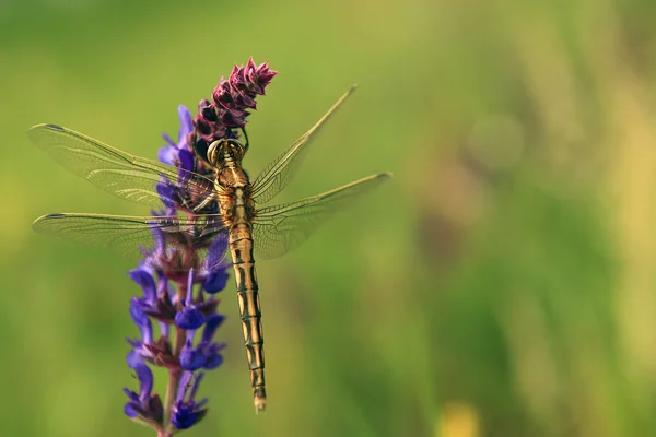 Makro Zobacz Dragonfly na Dziki kwiat. — Zdjęcie stockowe