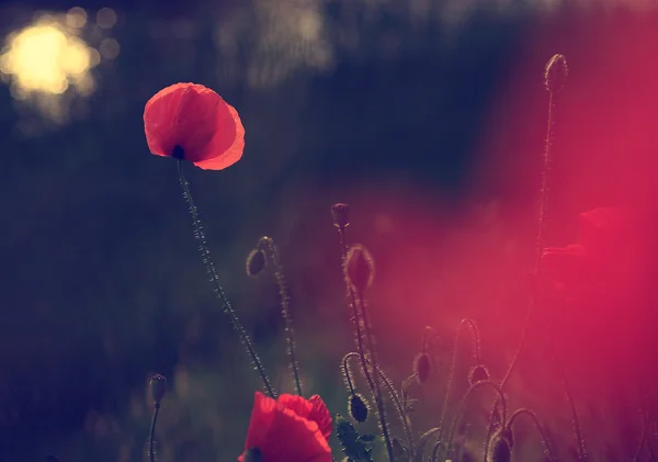 Vintage photo of poppies in sunset — Stock Photo, Image