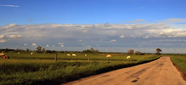 Strada trafficata solitaria con animali — Foto Stock