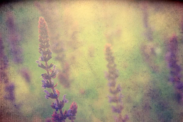 ビンテージの野生の花 — ストック写真