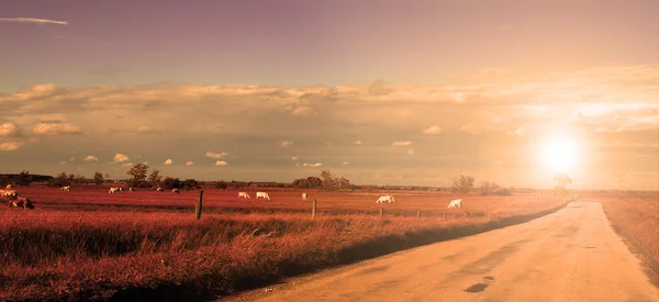 Одинокая дорога с животными — стоковое фото