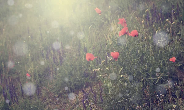 Fiore di papavero vintage . — Foto Stock