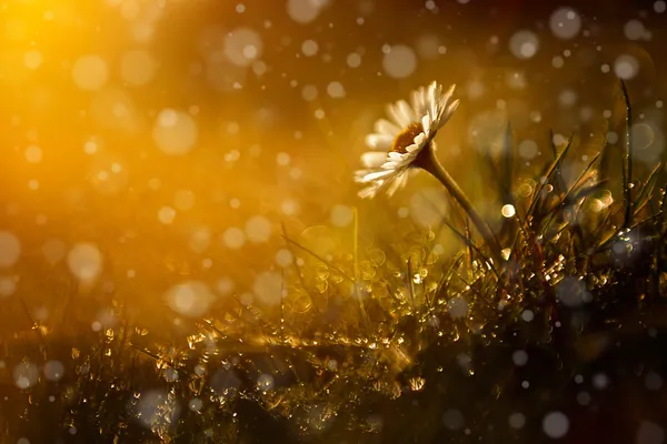 Hermosa flor silvestre en el bosque después de la lluvia y el atardecer Fotos de stock