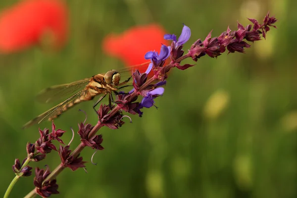 Makroaufnahme der Libelle auf Wildblume. — Stockfoto