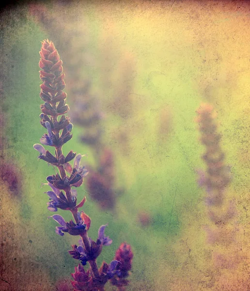 Sztuka dziki kwiat — Zdjęcie stockowe
