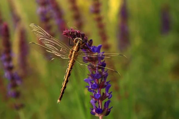 Vista macro de libélula em flor selvagem . — Fotografia de Stock