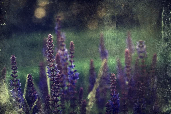 Foto de bela flor selvagem com padrão de papel velho grunge escuro . — Fotografia de Stock