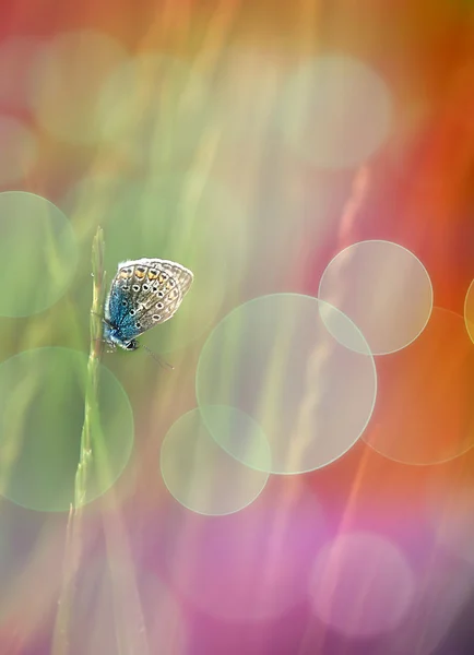 Pembe kelebek makro fotoğraf — Stok fotoğraf