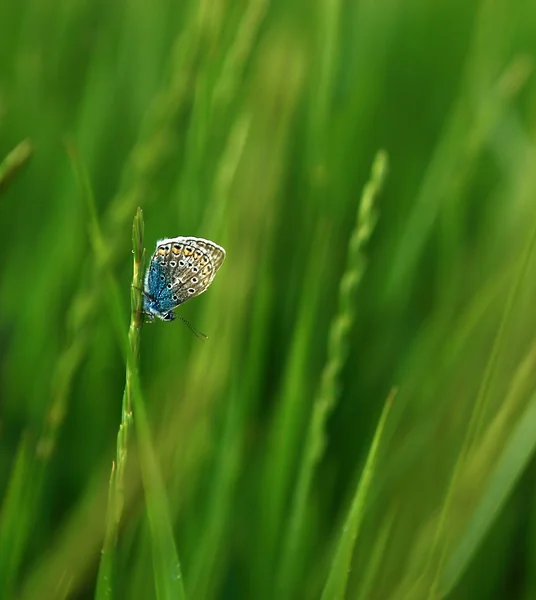 Farfalla sull'erba . — Foto Stock