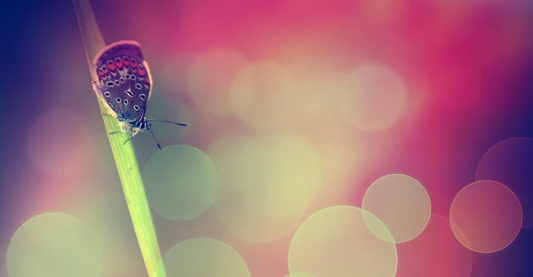 Pink butterfly macro photo — Stock Photo, Image