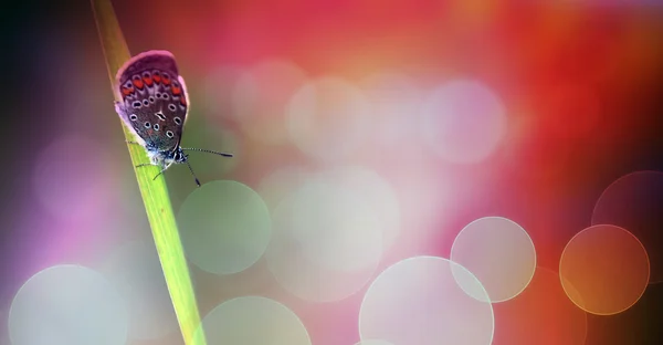 Pink butterfly macro photo — Stock Photo, Image