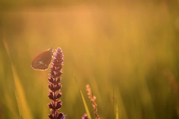 Πεταλούδα στο χόρτο. — Φωτογραφία Αρχείου