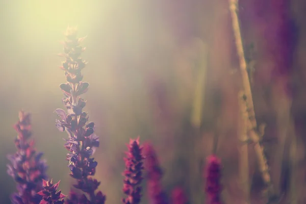 Hermosas flores silvestres púrpuras al atardecer — Foto de Stock