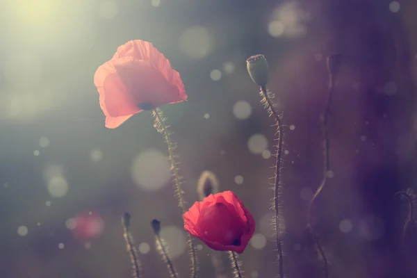 Photo vintage de coquelicots au coucher du soleil — Photo