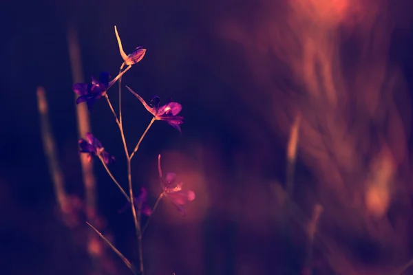 Dziki kwiat dreamland — Zdjęcie stockowe