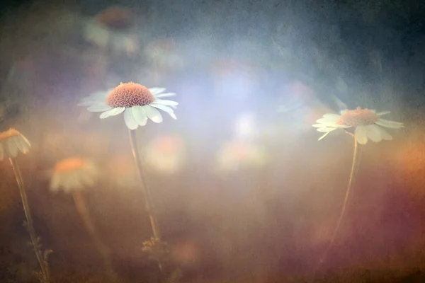 ヴィンテージ花. — ストック写真