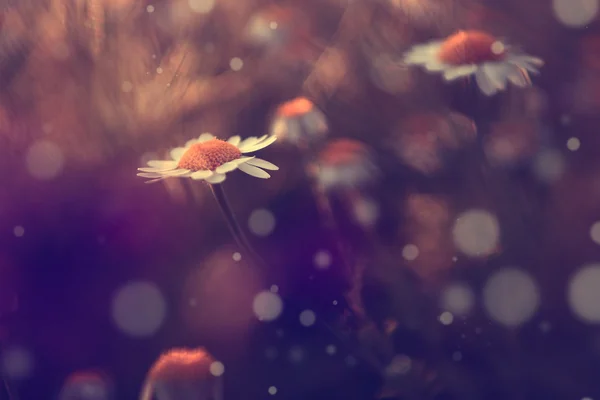 Vintage flower with bokeh