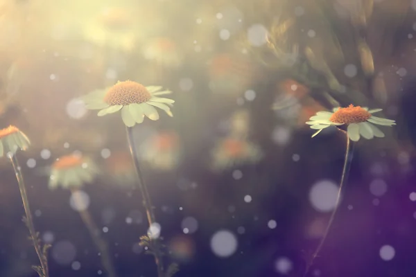 Jahrgangsblumen. — Stockfoto