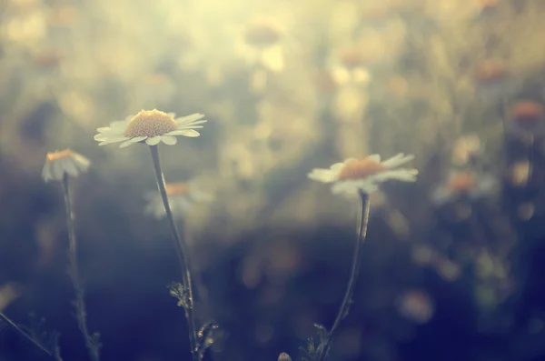 Jahrgangsblumen. — Stockfoto