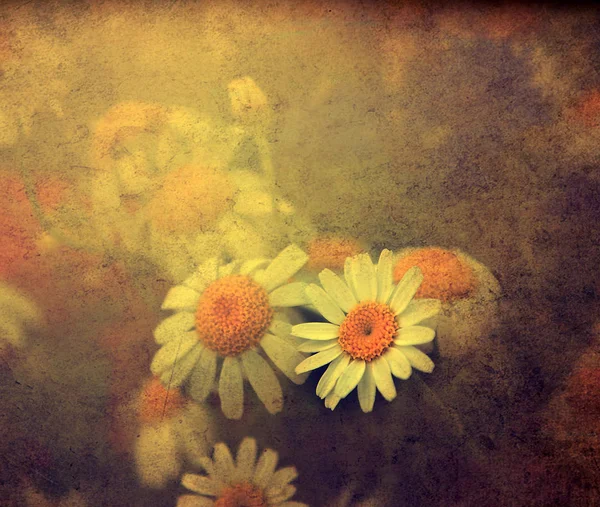 Klasik Çiçekler. — Stok fotoğraf