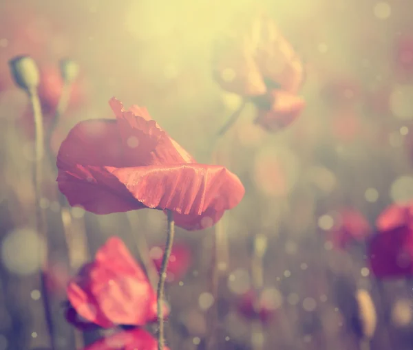 Vintage poppy met donkere grunge oude papieren patroon. — Stockfoto