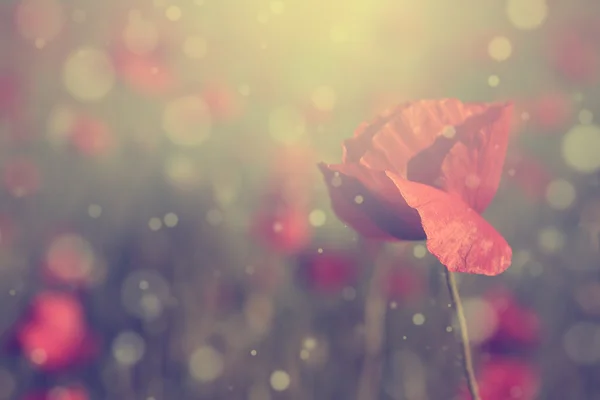 Vintage flor de amapola con bokeh en la puesta del sol . —  Fotos de Stock