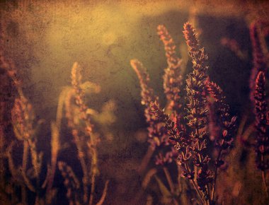 karanlık grunge eski kağıt deseni ile güzel kır çiçeği fotoğrafı.