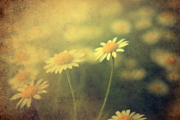 Vintage blommor. — Stockfoto