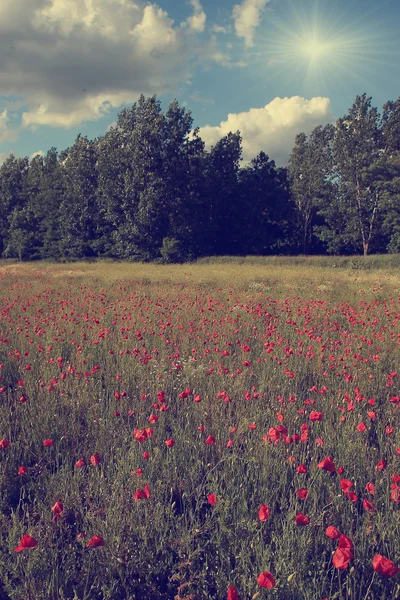 Vintage wild flower field with blue sky and clouds. — Stock Photo, Image